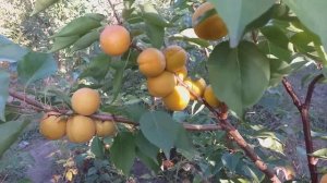 Абрикос сорт поздний Фардао(apricot Fardao)