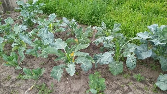 Цветная капуста нет завязи. Где мои кочаны?? Обработка капусты борной кислотой смотреть онлайн