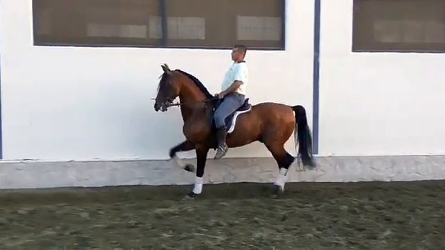 Порода Андалузская смотреть онлайн