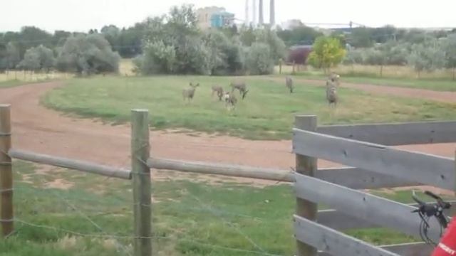 My new Specialized Rockhopper + local deer playing on the trail смотреть онлайн