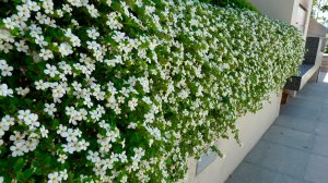 Высаживаю бакопу на ПМЖ!!!