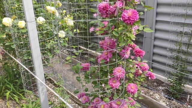 Клематис Сорта 