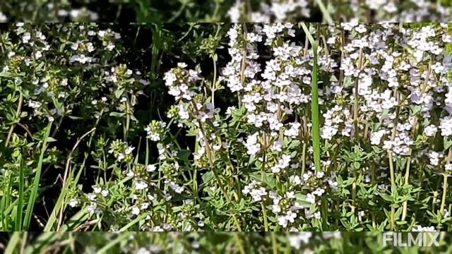 Когда и как заготавливать чабрец? смотреть онлайн