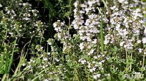 Когда и как заготавливать чабрец?