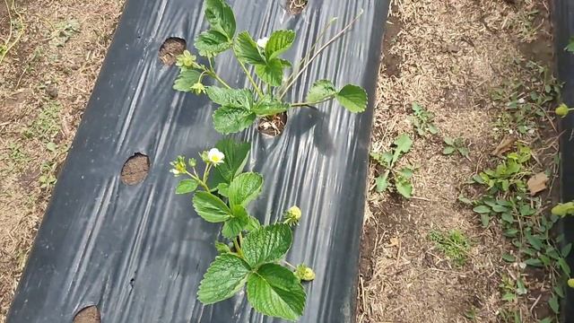 23.05.22г. коротко о посаженных сортах клубники смотреть онлайн