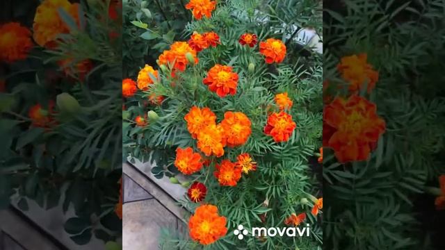 #901 VLOG Самые яркие краски осени.....Цветы из моего сада.. смотреть онлайн