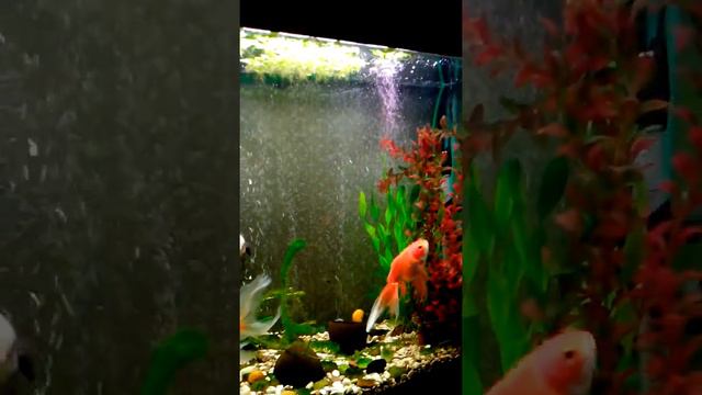 Mini-pond for Gold fish's (the Aquarium of 160 liters) смотреть онлайн