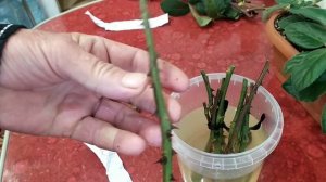 Корневин и мёд.Для черенкования роз.