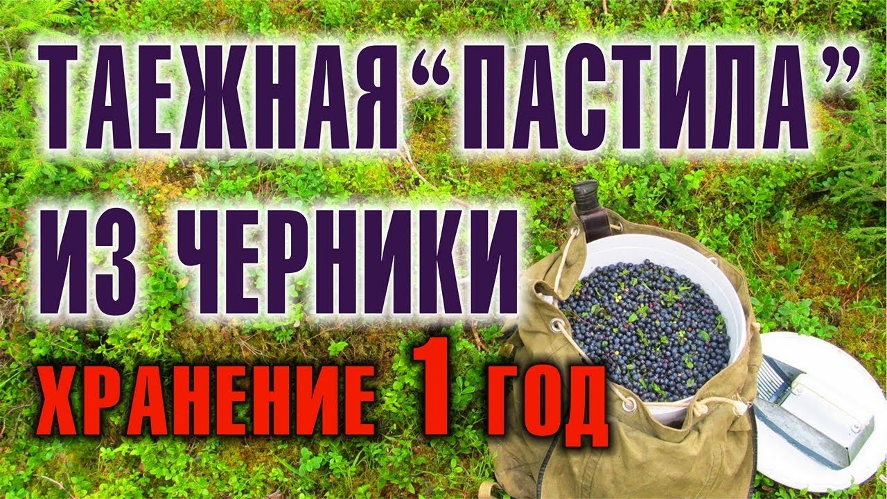 ЧЕРНИКА. ЛЕСНЫЕ ЯГОДЫ Как сделать пастилу в тайге. Вкусняшки своими руками и хранение черники на год смотреть онлайн