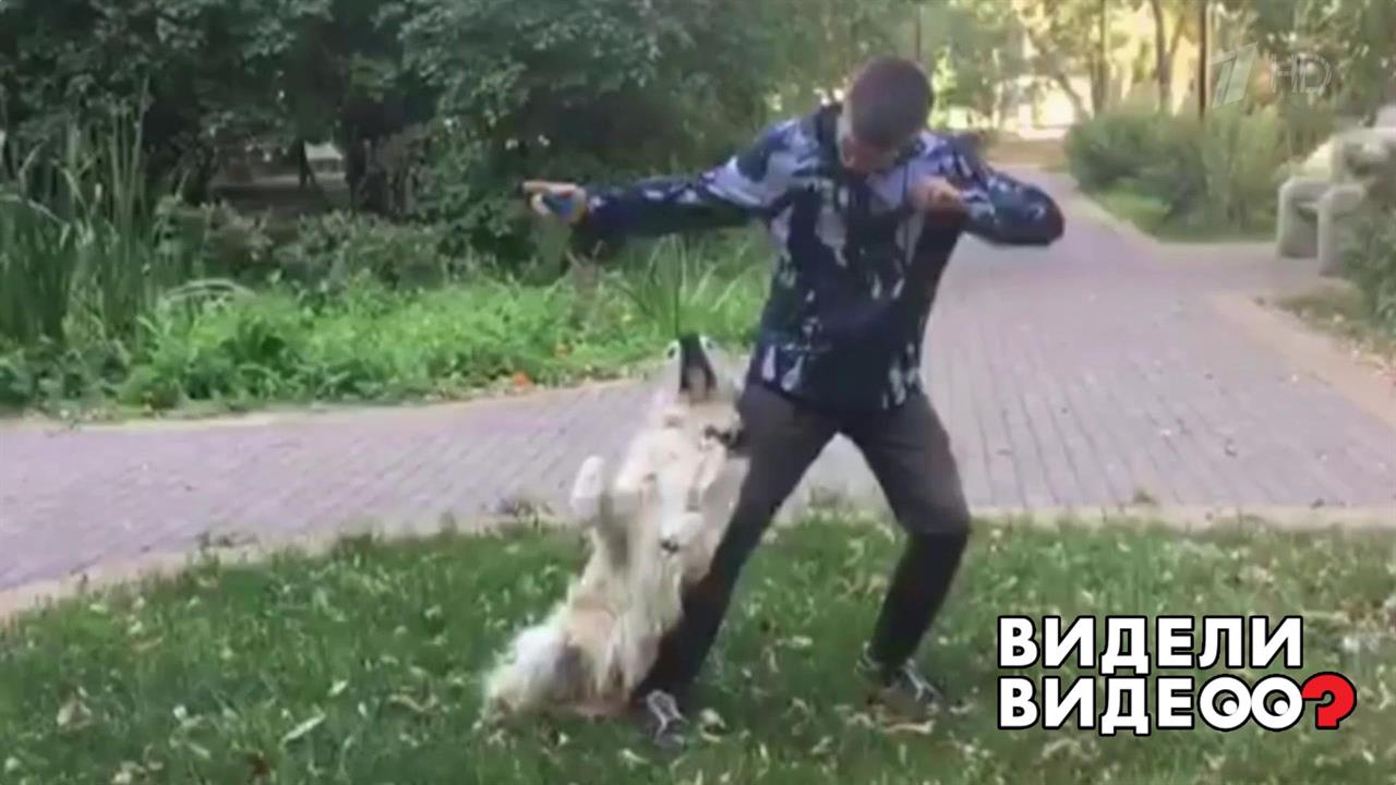 Собака танцует под музыку. Видели видео? Фрагмент выпуска от 18.08.2019 смотреть онлайн