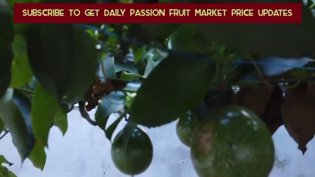 Passion Fruit Farming And Business Ideas DAILY MARKET PRICE UPDATES смотреть онлайн