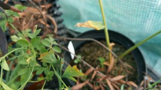 Jasminum grandiflorum, the Royal Jasmine: a champion of fragrance among the most scented plants смотреть онлайн