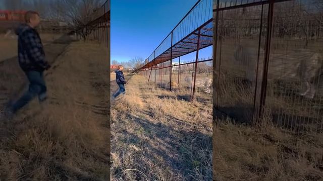 Львы снова на воле и все КИНУЛИСЬ ЦЕЛОВАТЬСЯ к Олегу Зубкову! смотреть онлайн