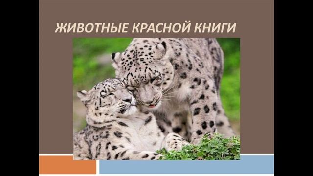 "Юные друзья экологии", представляет рубрику " А знаете ли Вы? Тема: Всё о Красной книге. смотреть онлайн
