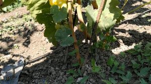 обзор ранних сортов винограда сезон 24