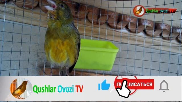 Watch my angry canary singing how the canary sings смотреть онлайн