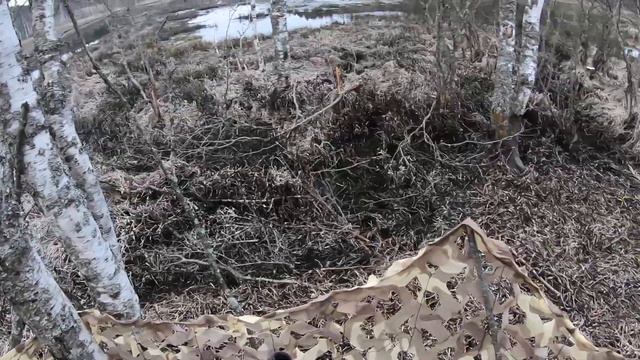 Весенняя охота на утку в Карелии. Весна 2022год. смотреть онлайн