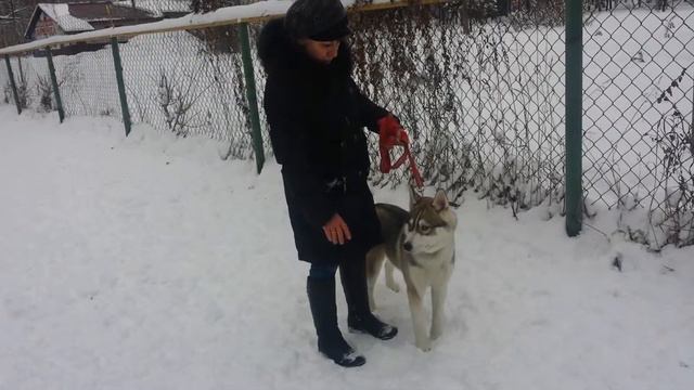 Дрессировка собак -ХАСКИ АМУР 7 МЕС смотреть онлайн