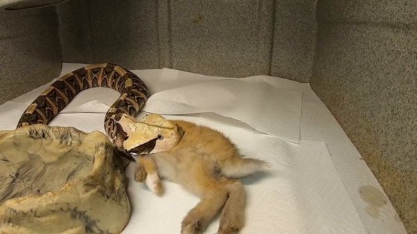Gaboon Viper Eating A Rabbit (in real time)