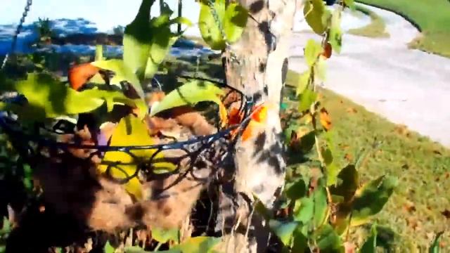 № 1446 США Красная Машина - стиральная Кофе для сада 30.10.2011 смотреть онлайн