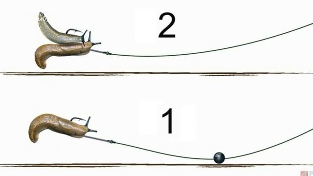 На эту наживку клюнет только крупняк! Червь больше не нужен! смотреть онлайн