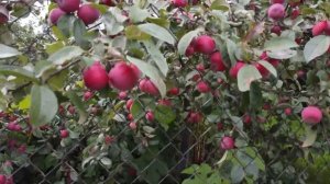 Сорт яблони Заветное