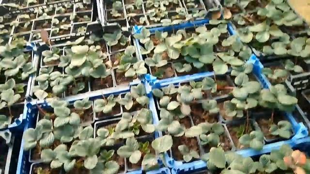 Кая я упаковываю рассаду клубники с открытой корневой системой. 89289670317 смотреть онлайн