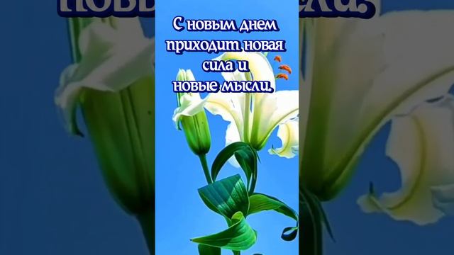 Желаю удачного дня во всех смыслах! смотреть онлайн