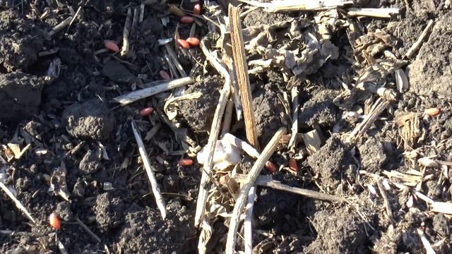 16 октября время разбрасывать семена смотреть онлайн