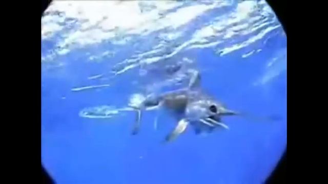 Загадки природы: "Рыба меч" смотреть онлайн