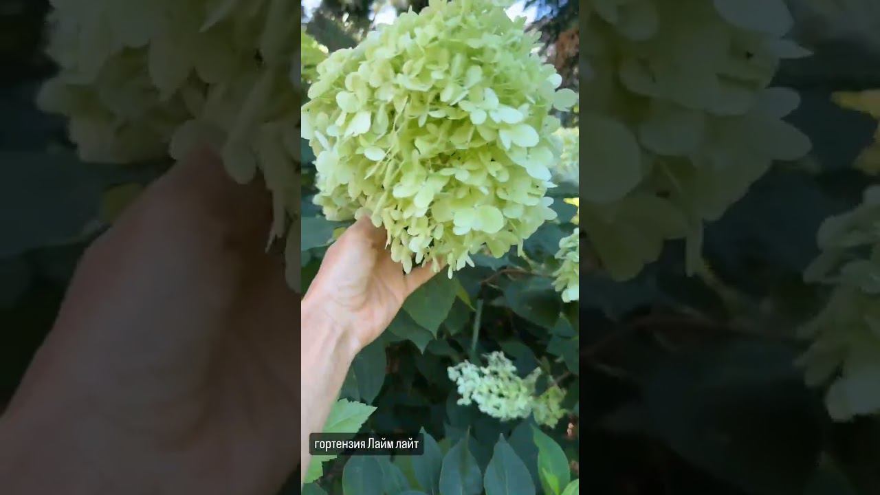 Мой дивный сад 2 смотреть онлайн