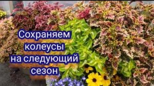 Колеусы. Как сохранить зимой. Самый простой способ черенкования
