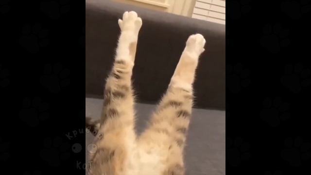 Кривой Кот (Сrooked Cat) Смешные коты#55 ? Приколы с котами лучшее смотреть онлайн