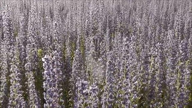 Медоносная база. Синяк обыкновенный смотреть онлайн