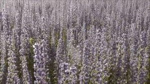 Медоносная база. Синяк обыкновенный