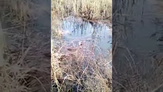 Самая дорогая вода в россии смотреть онлайн