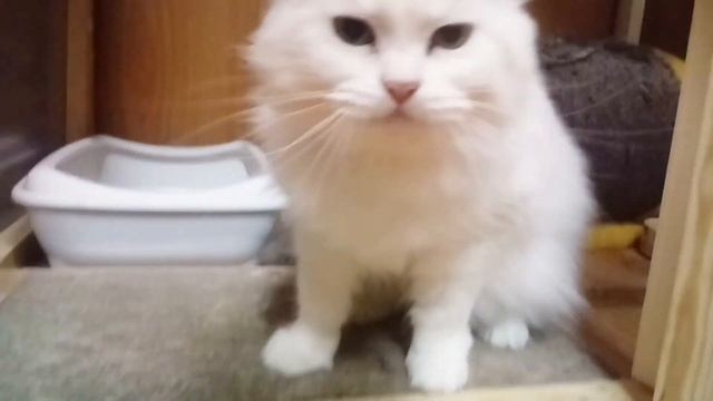 Кошечка Лея ищет дом уже больше года смотреть онлайн