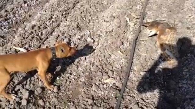 Kilo playing! смотреть онлайн