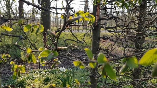Пасха, зайцы, фиалки, нарциссы, рябчики, смородина, земляника, мускари, анемоны, сцилла, яснотка смотреть онлайн