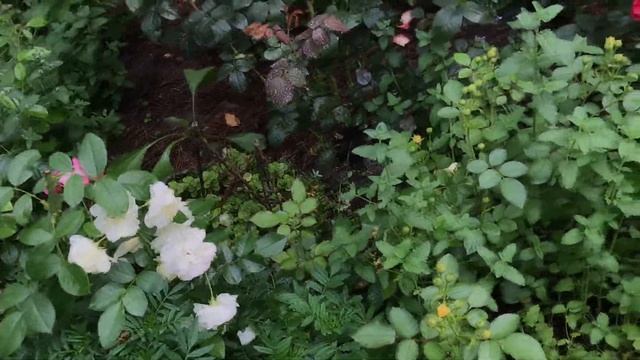 КАК прижились РОЗЫ из питомников: ЭЛИТ, МАГИЯ РОЗ, АГРОМАРКЕТ 24 смотреть онлайн