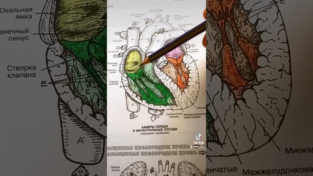 Строение сердца