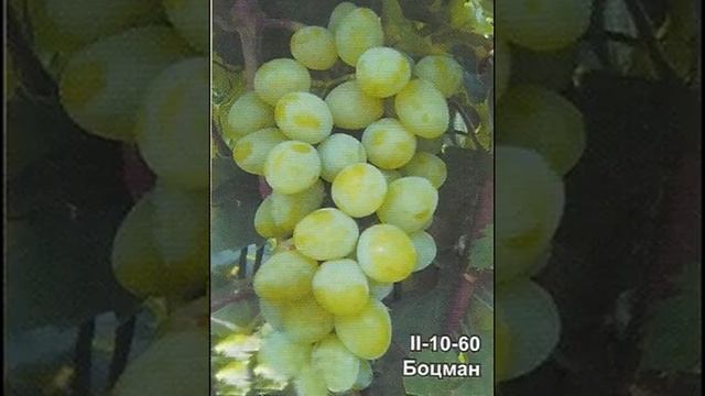 сорт винограда Капелюшного - БОЦМАН, II-10-60 смотреть онлайн