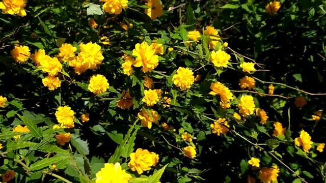 Керрия (Керия) Японская или Пасхальная Роза.