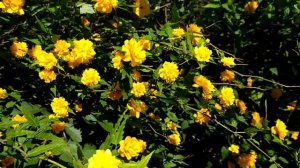 Керрия (Керия) Японская или Пасхальная Роза.