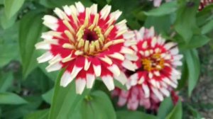 СВИЗЛ ЧЕРРИ ЭНД АЙВОРИ необычный сорт циннии.......