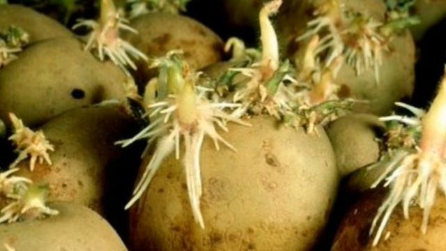 Стоит ли сажать подмороженный картофель?! смотреть онлайн