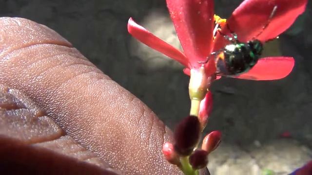 SONY hdr CX 130e close up2 смотреть онлайн