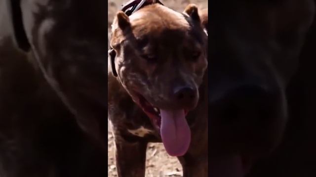 #wildlife #Стоит ли заводить питбулей#собаки#наши друзья# смотреть онлайн