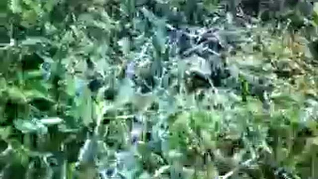 lo squalo di saletto... смотреть онлайн