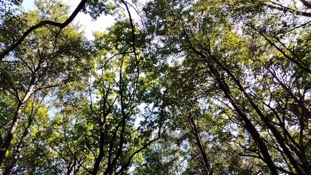 плодовитый дуб#москва #бирюлево #август2021#дендропарк #грибыпошли #дубы смотреть онлайн